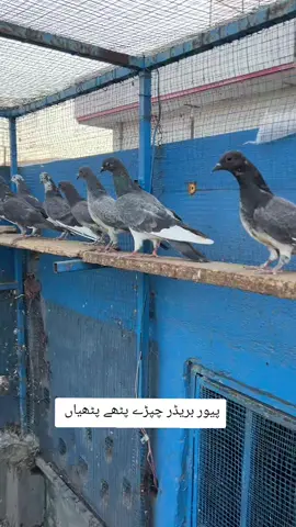 original chapray kabootar chapray pigeons #chapraykabootar #kabootar #pakistanipigeons #pigeons  #kabootarbazi