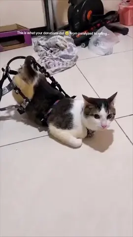 Wheels on, spirits high! 🛞🐱 This brave little fighter isn't letting paralyzed back legs stop them from exploring. Getting custom wheelchairs and medical equipment for special-needs rescues is a huge milestone, but we can only do it thanks to your incredible generosity. Please consider donating today so we can provide more life-changing care and equipment to animals who refuse to give up. 💪❤️ 🔗 Link in bio to support our special-needs rescues! #specialneedscat #paralyzedcat #catwheelchair #disabledpets #animalrescue 