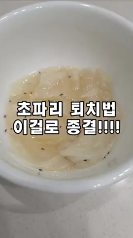 초파리 때문에 스트레스라면  이거 한번 해보세요😂 설탕과 식초는 초파리를 유인하고, 주방세제는 다시 날아가지 못하게 도와줍니다.  휴지는 초파리가 편하게 내려앉는 발판 역할까지! 저는 하루 만에 효과를 봤어요👏 #초파리 #초파리퇴치 #생활꿀팁 #살림꿀팁 #주방꿀팁 
