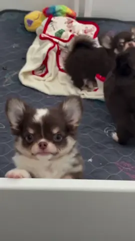 Chihuahua puppies are so much fun! 💛🤍✨🤩#puppytiktok #puppyadoption #dogsoftiktok #chihuahuas #puppy 