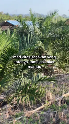 #storypetanisawit #ppks 