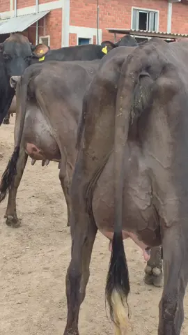 KUMURI FARM Naromoru  Girolando Breed Heifers for Sale 🐄 ✅ 4–5 months — KSh 20,000 ✅ 7–8 months — KSh 40,000 ✅ Mature — KSh 80,000 ✅ In calf — KSh 180,000 📞 Call/WhatsApp: https://wa.me/0756948131 https://maps.app.goo.gl/qiWbh114e8FYoS7c6?g_st=awb Quality heifers, healthy & well managed! Limited stock — book yours today!##kenyantiktok🇰🇪 #farmlife #dairyfarming #tiktokviral #fypシ 