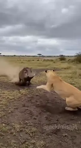 Warthog Fights Off Lions #Warthog #Lion #WildAnimal #AnimalFight