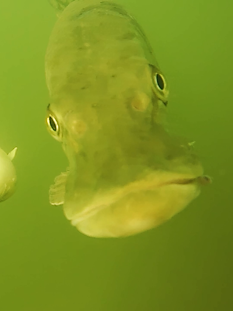 Pike are obsessed with the cam 😅 #pike #fishing #underwater 