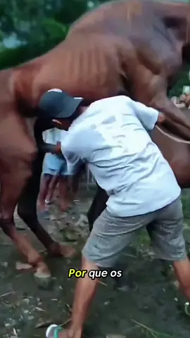 Why do stallions bite mares during breeding? 🐎🤯 #tiktokgrowthchallenge #equestrianlife #frasianhorse #horselife #horsebreeding 