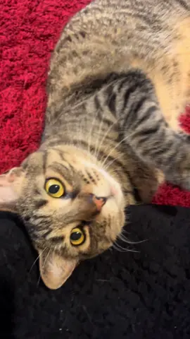Burd trades one HONK FLOP for one AWOO  Fair trade.  #talkingcat #awoo #honk 