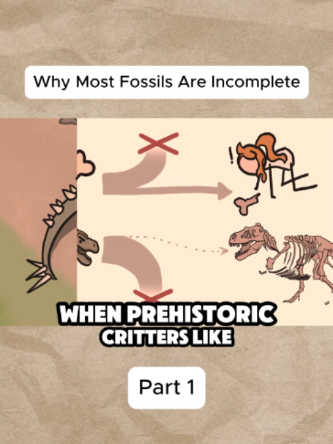 Why Most Fossils Are Incomplete #earth #Science #fossil #education #explain