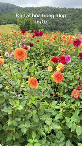 Đà Lạt hoa trong rừng Hồng Phương mến chúc cả nhà ngày mới công việc thuận lợi may mắn vui vẻ hạnh phúc#dalat #thinnhhanhtiktok #xuhuongtiktok #hongphuonghoteldalat #dalat 