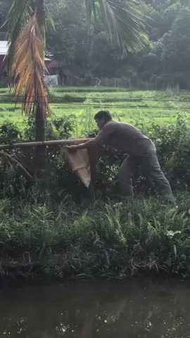 Bắt tổ Ong Vò vẽ bị thấm thuốc 🤣🤣🤣😂😂😂