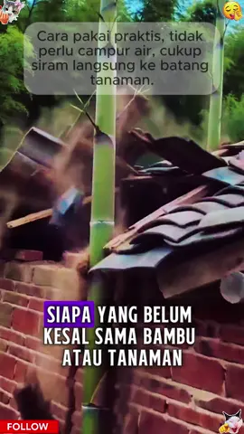 Jangan gagal pakai obat rumput, tabur hexazinone sebelum hujan atau siram air agar khasiat maksimal.7.15-X-huan-15