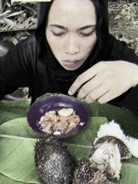 ikan buntal
