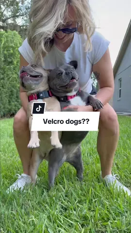Honestly a bit surprised by that outcome 👀 #lavenderandlatte #velcrodogs #velcrotrend 