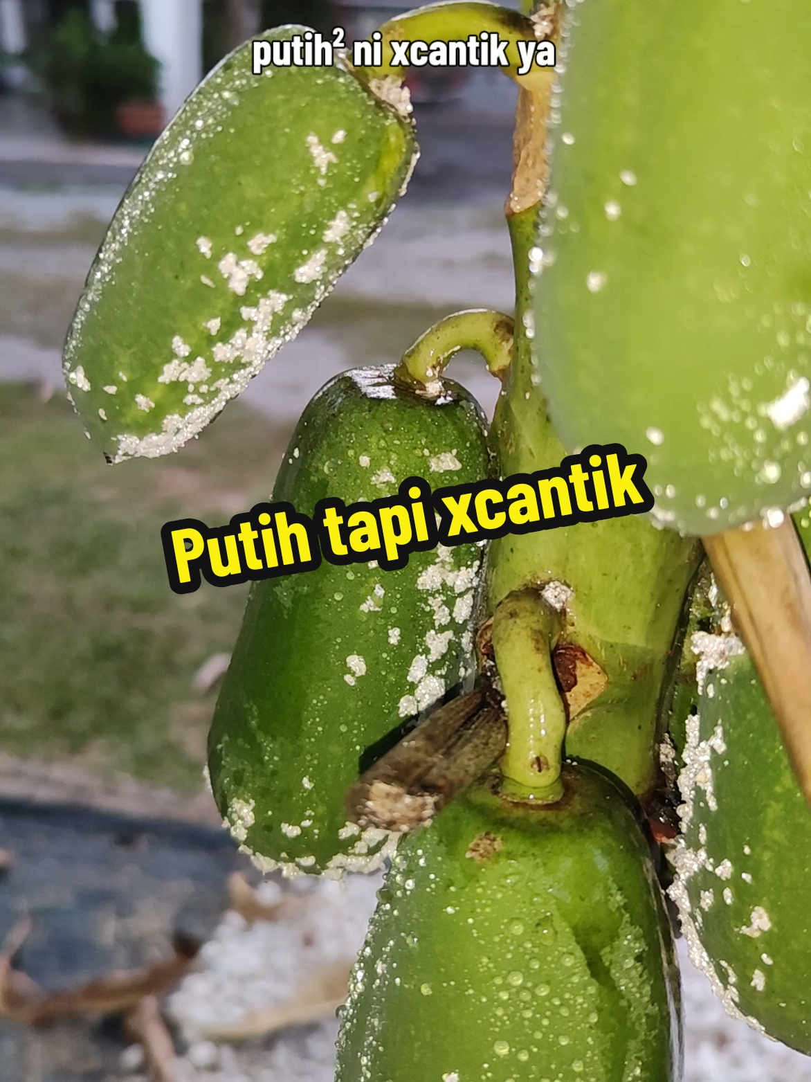 #benapokok #pokokrosak #pokoksakit #berkebun #garden 