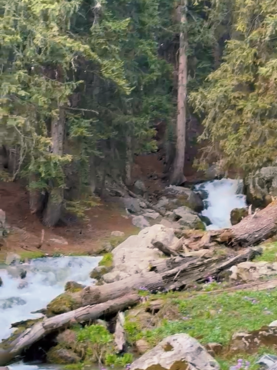 A Moment of Peace in Nature🌲🌊.  #Swat #switzerland🇨🇭 #viralvideos #Uk 