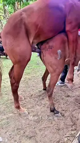 #frasianhorse #equestrianlife #horseridingjourney #creatorsearchinsights 