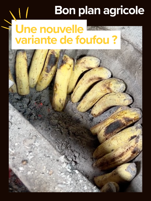 Ils ont un foufou en Amérique latine aussi, mais pas du tout préparé pareil. Qui l'a inventé en premier ? #LaVoixDuPlanteur #Foufou #BananePlantain #SavoirsDAilleurs #Afrique