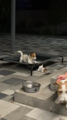 #jackrussell 