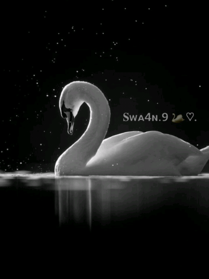 خۆشم دەوێی 🩷 || 🦢 #foryoupageofficiall #fyp #foryouu #swan #foryoupage 