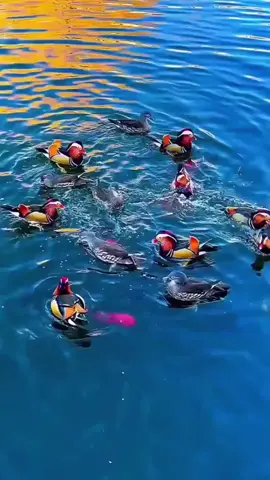 Океан приховує більше, ніж ми думаємо. #exotic #underwater #ocean #fish #sea 
