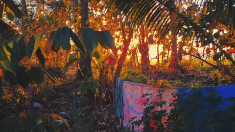 waktu itu🥹🥀🧠🥺2019 #fypシ゚ #nostalgia #sawah #sunrise #fyp 