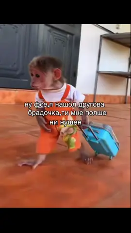 #creatorsearchinsights #100millionviewstiktok  #бибизянки#этопронк 