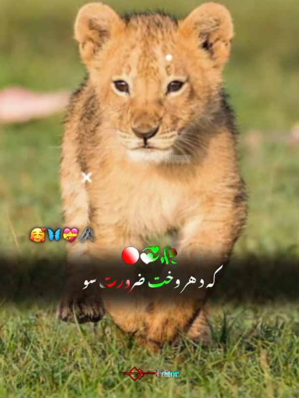 #CapCut kady hAr wakhT #tiktok #viral #dontunderviewmyvideos🥀 #sohail__535 👈