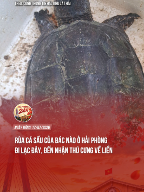 RÙA CÁC SẤU CỦA NHÀ BÁC NÀO ĐI LẠI ĐÂY #haiphong24h #haiphong #tiktoknews #news #fyp #trending