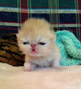 aciktim #kedi #shitpost #cringe #kitty #keşfet mina esin zoktay hikal zeynep sueda lidya manifestiz biz hepimiz kraliceyiz