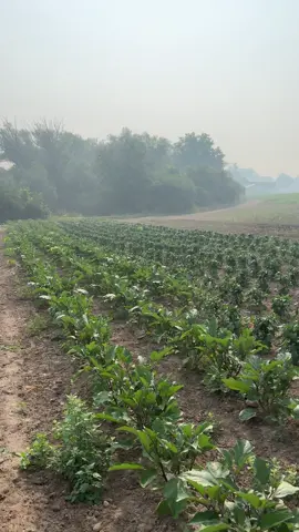 Things are starting to feel like summer around here! Bell Peppers, Jalapeños, Hungarian Hots and Eggplant are growing better and now in store! Hoping to be picking daily! #londonontario #canada #freshproduce #adelaidefarms #freshveg 