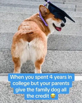 With the photo shoot and everything 😂👏 (via dash_and_furrious/IG) #espnsocial #graduation #dog #dogtok 