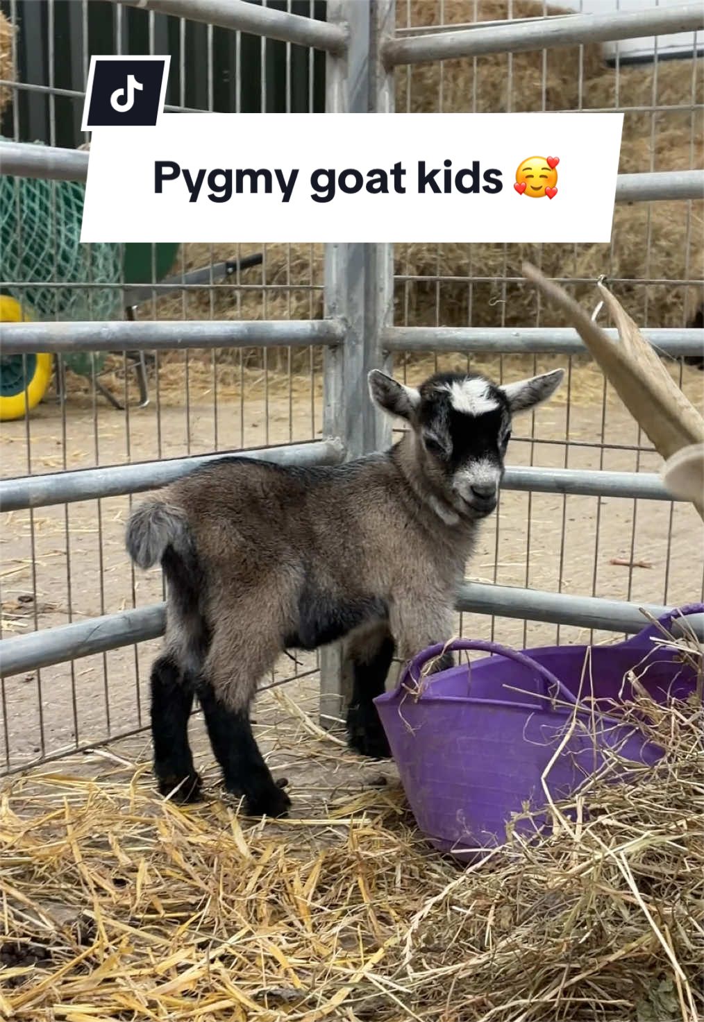 Meet Twix & Twirl 🐐 Our adorable pygmy goat kids 💖 #stantonsfarm #pettingfarm #babygoat #pygmygoat #cute 