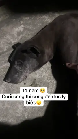 14 năm.🥹 Cuối cùng thì cũng đến lúc ly biệt.😞
