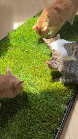 Fresh grass mat enrichment 🌱🐈 #asmrsounds #catasmr #catenrichment #feedmycat #grassmat 