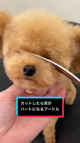 カットしたら耳がハートになるプードル #プードル #トリマー #トイプー #トリミング