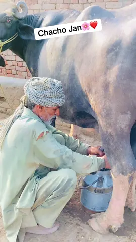 #viral kardo yar#chacho #pind #punjab wala#creatorsearchinsights 
