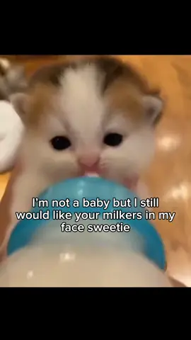 #cats #Love #cute #cattok #relatable 