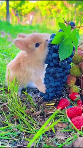 🐇 قدرت دل کو سکون دیتی ہے #Nature  #cuterabbit  #naturelovers  #quranrecitation  #islamicreminder 