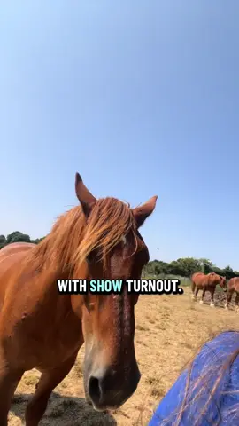 The Suffolk Punch - Show Turnout #suffolkpunch #benthesuffolk #horse #endangeredanimals #History 