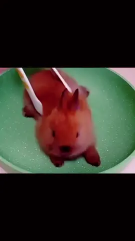 I love bunnies so much (^-^) 🐰 #bunny #fyppppppppppppppppppppppp #trending #viral #fyp 