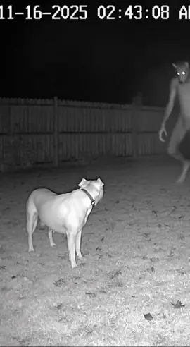 The werewolf and the Pitbull confrontated each other…#scary #slenderman #paranormalactivity #dog #ufo ai