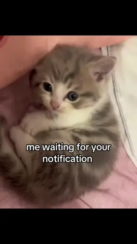 Me waiting for ur notification #catsoftiktok #couple #girlfriend #boyfriend #foryoupage 