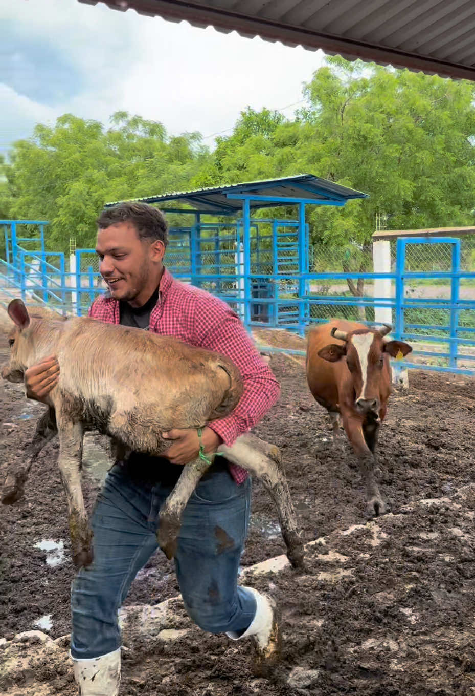 Esta era la única manera de curar esta vaca 🥹😭🙏🏻🍀  #Parati #viral #vacas #campo #becerros 