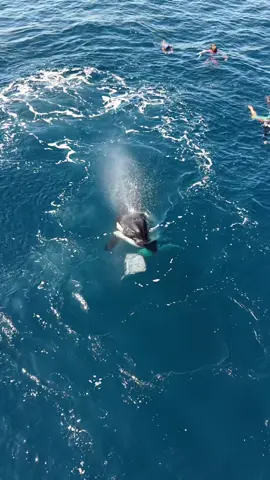 Have you ever wondered how an orca hunts a stingray? Unlike sharks, stingrays have a powerful weapon: a venomous, barbed spine at the base of their tail. One well-placed strike can seriously injure even a large predator. Orcas have developed an extraordinary solution. Instead of rushing in, they often use powerful tail slaps to stun, disorient, or even kill the ray from a safe distance. These explosive blows can pin the stingray to the seafloor, flip it over, or leave it temporarily incapacitated. By repeatedly striking the ray before attempting to bite it, the orca dramatically reduces the risk of being stabbed by the venomous barb. Only once the stingray is no longer a threat does the orca move in to feed. It’s a remarkable display of intelligence, patience, and precision—showing that for an apex predator, success isn’t just about strength. It’s about strategy.