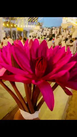තුන් ලොවටම මෙත් කරුණා වස්සන අන්න බලන් බුදු සමිඳුගෙ ලස්සන 🌸🙏  #blessed #blessings #ruwanweliseya❤️☸️🙏 #buddha #srilanka 