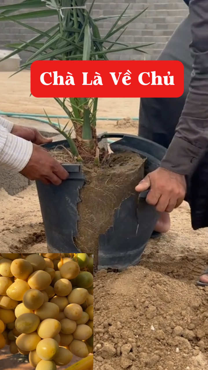 Trồng chà là cho khách ạ👍 #nhavuonngoclam #cayanqua #chala