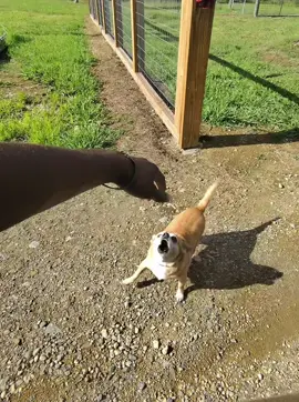 BRUH THEM LITTLE DOGGYS ARE FEROCIOUS! 🤣 . . . . . . . . . . . . #dog #dogsoftiktok #guarddog #delivery #package 