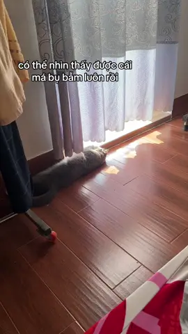 trvia ổ bánh mì xám có 2 cái má bụ bẫm =))) #meomobeo #meodangyeu #meomobeoo #meoxam_team #meoanhlongngan 