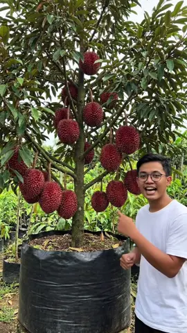 Durian merah super  cepat berbuah dalam pot #tanamanlangka #buahdurian #durianmerah #durianmusangking #durianbhawor 