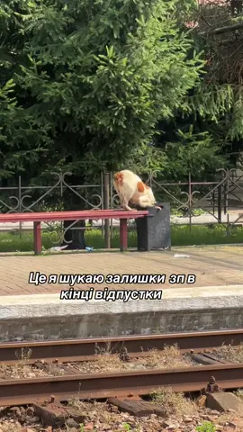 #відпустка #зп #смішнісобаки #відпочинок 