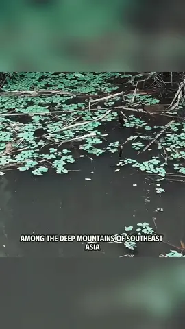 THE SECRET JUNGLE POOLS HIDING THE WORLD'S MOST VALUABLE FISH  #HiddenNature #RareAquariumFish #FishingTrip #WildDiscovery #NatureLovers